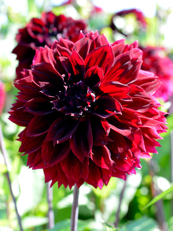 Dahlia Arabian Night plant in the spring in Europe