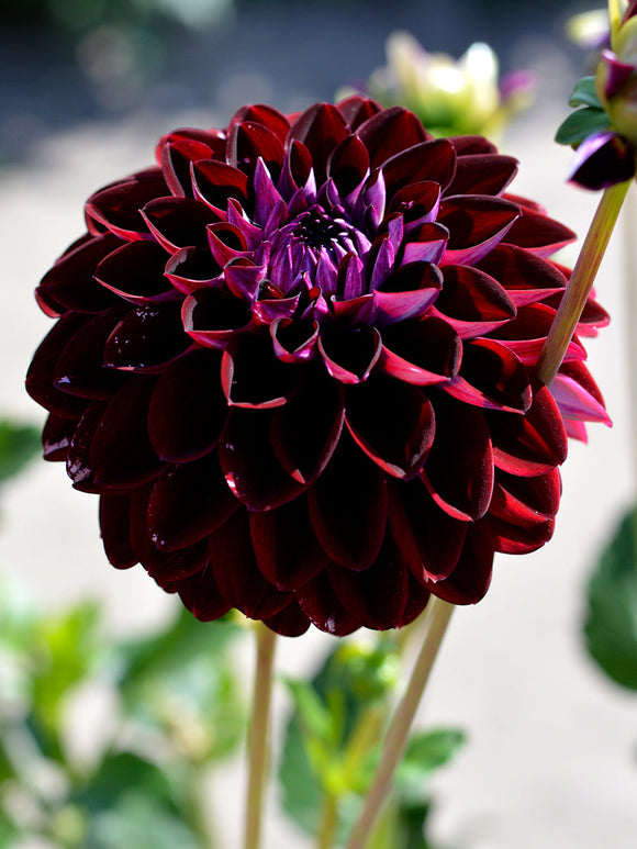 Decorative Dahlia Arabian Night