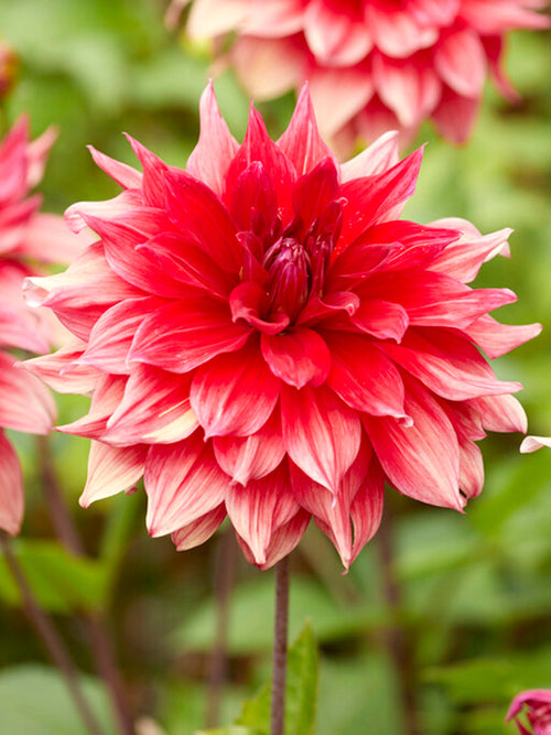 Dahlia Babylon Red for spring planting in the EU