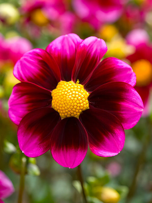 Dahlia ‘Bashful’ burgundy bloom with fuchsia collar