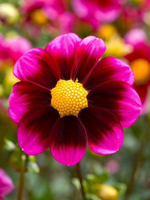 Dahlia ‘Bashful’ burgundy bloom with fuchsia collar