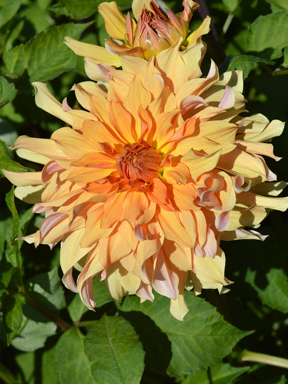 Dahlia Big Brother for EU shipping in the spring
