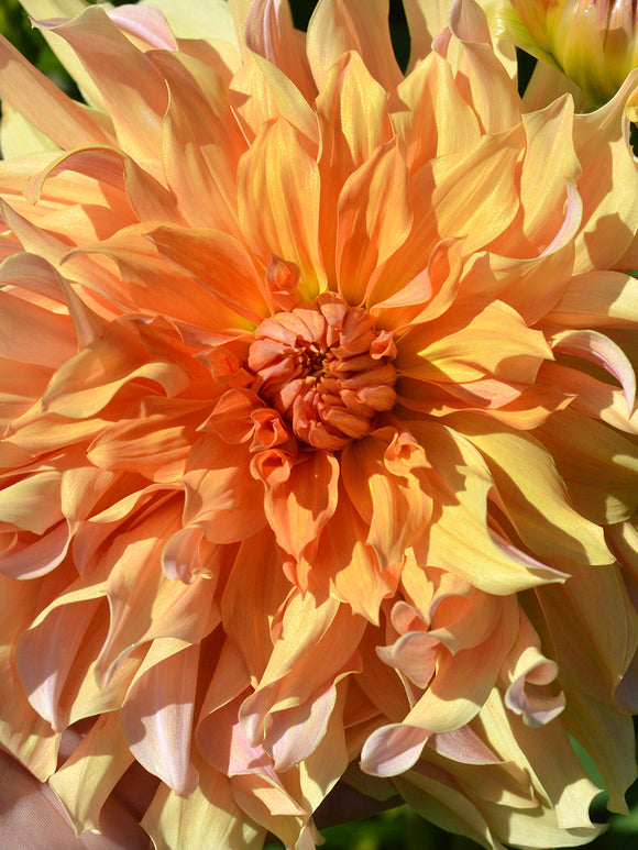 Dahlia Big Brother from Holland