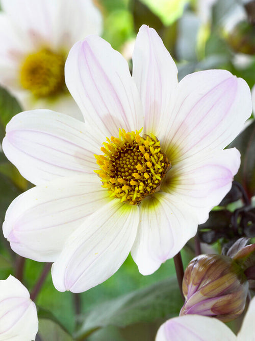 Dahlia Bishop of Dover top size tubers from Holland