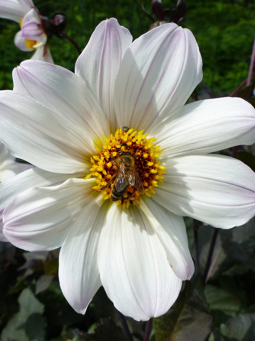 Dahlia Bishop of Dover for EU shipping in the spring