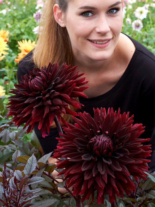 Close-up of Dahlia Black Jack spiky near-black flower