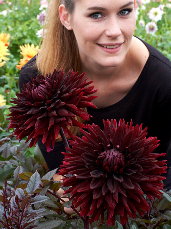 Close-up of Dahlia Black Jack spiky near-black flower