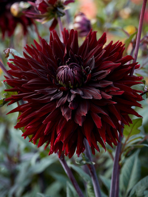 Dark burgundy cactus dahlia Black Jack in summer garden