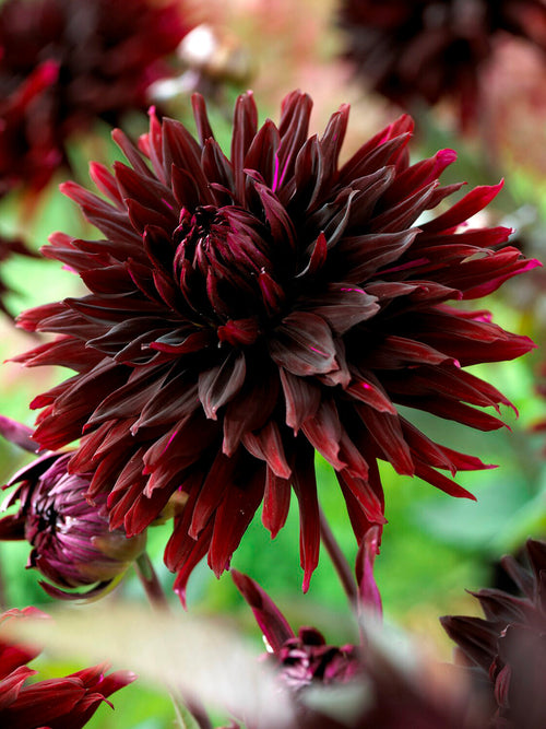 Dramatic dark dahlia flowers in full bloom