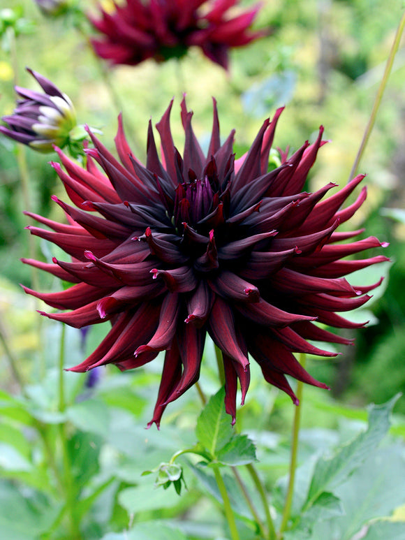 Close-up of Dahlia Black Narcissus near-black spiky bloom