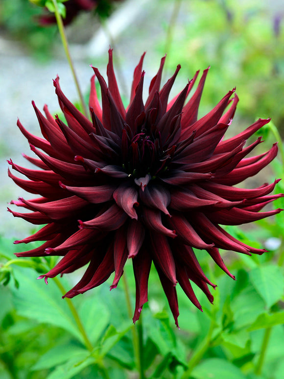 Dark burgundy cactus dahlia Black Narcissus in garden