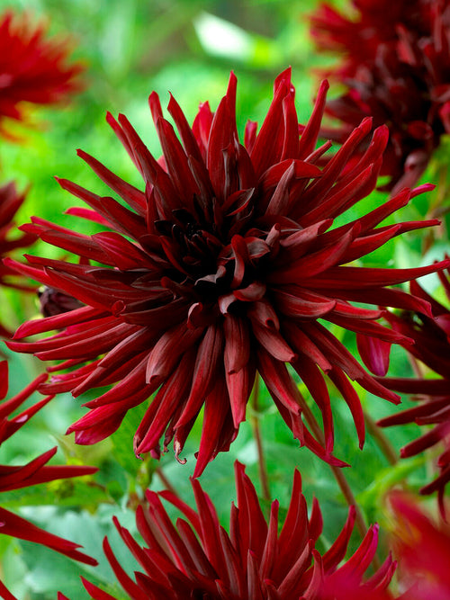 Large cactus dahlia with deep wine-red petals