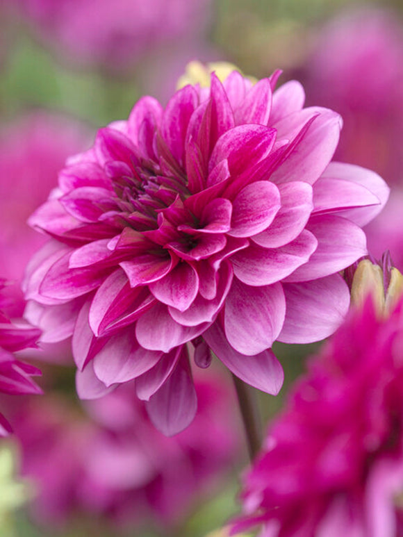 Dahlia Blue Bell Tubers from Holland