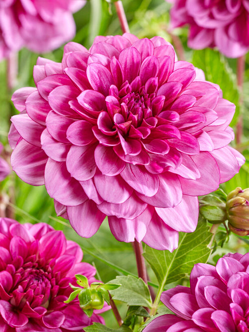 Dahlia Blue Bell planted in the spring