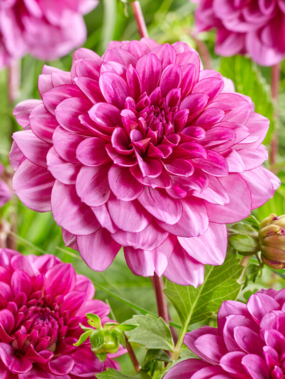 Dahlia Blue Bell planted in the spring