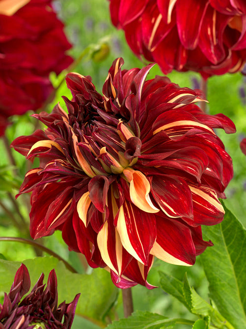 Tall Dahlia Bohemian Spartacus in summer garden border