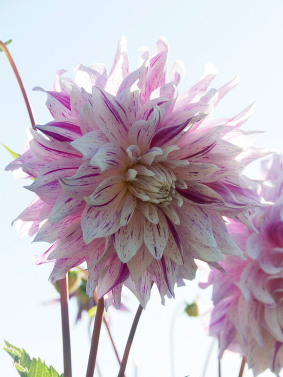 Dahlia Bristol Stripe dinnerplate dahlia 