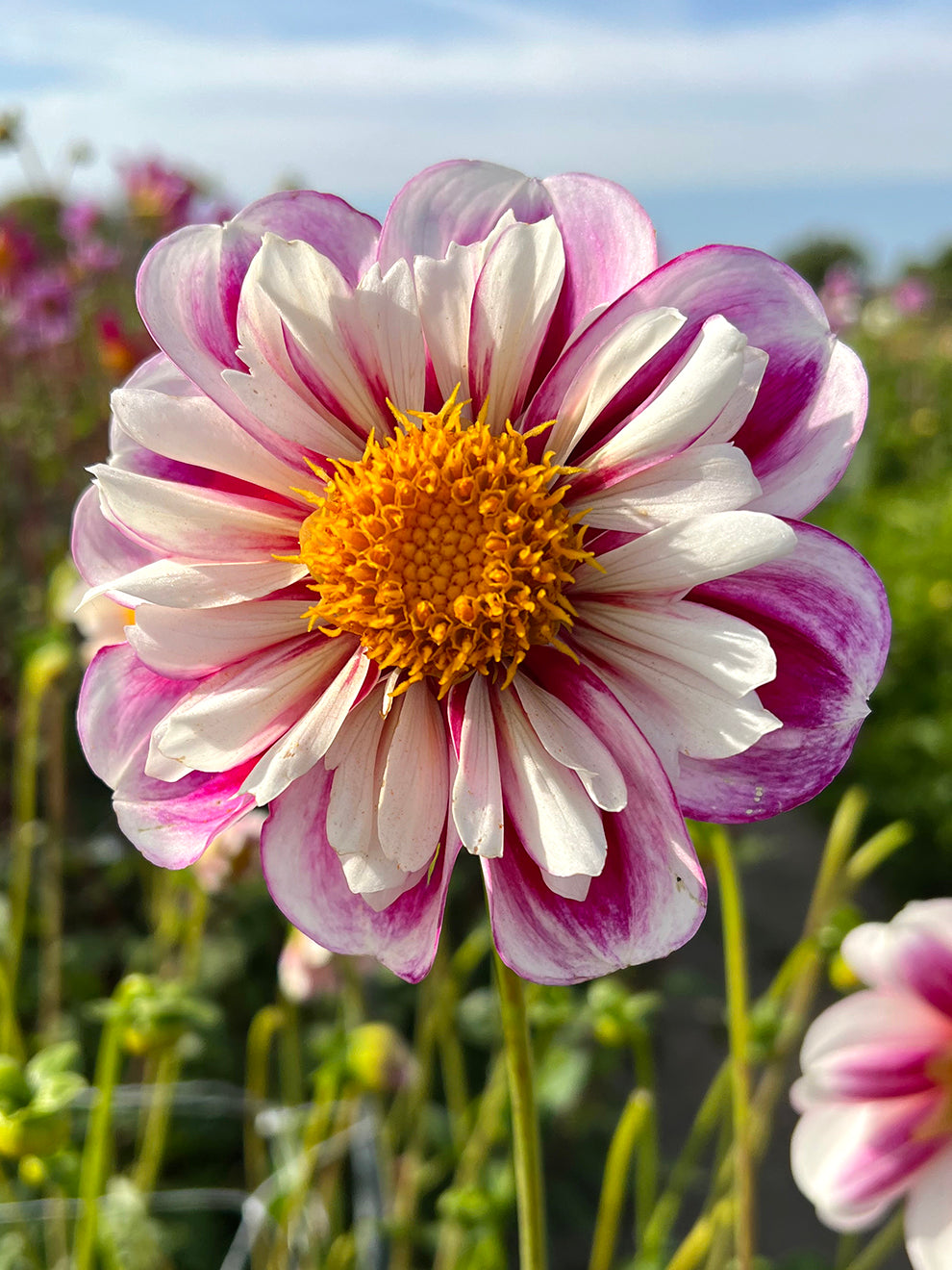 Dahlia 'Bumble Rumble' - We ship everywhere in Europe