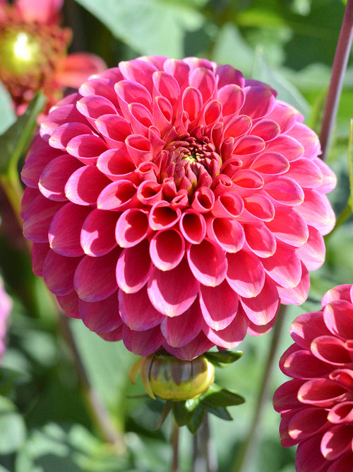 Dahlia Burlesca from Holland