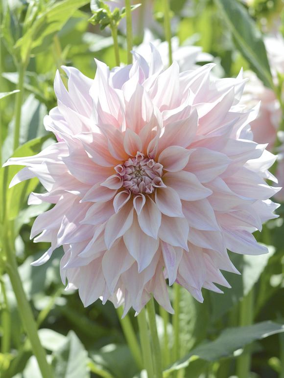 Dahlia Cafe au Lait spring planted dahlia tubers