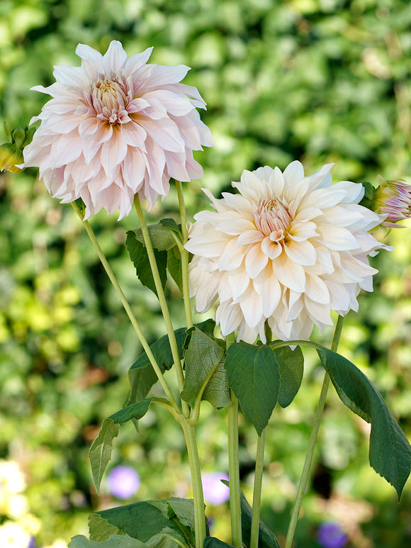 Dahlia Cafe au Lait for EU shipping