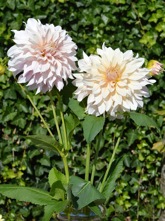 Dahlia Cafe au Lait from Holland