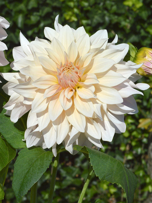 Dahlia Cafe au Lait Tubers