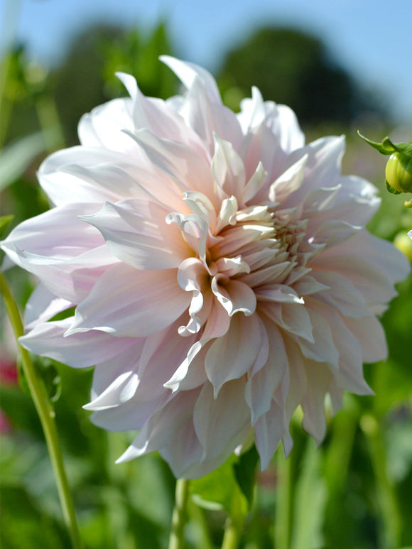 Dahlia Cafe au Lait top size dahlia tubers