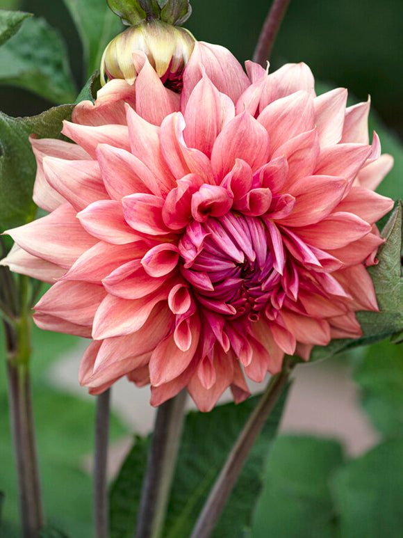 Dahlia Cafe au Lait Royal Tubers from Holland
