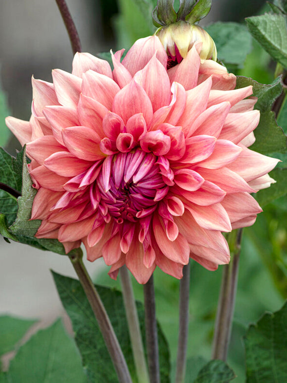 Dahlia Cafe au Lait Royal order online for spring delivery in the EU