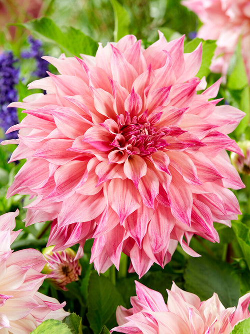 Dahlia Cafe au Lait Royal shipping in the EU