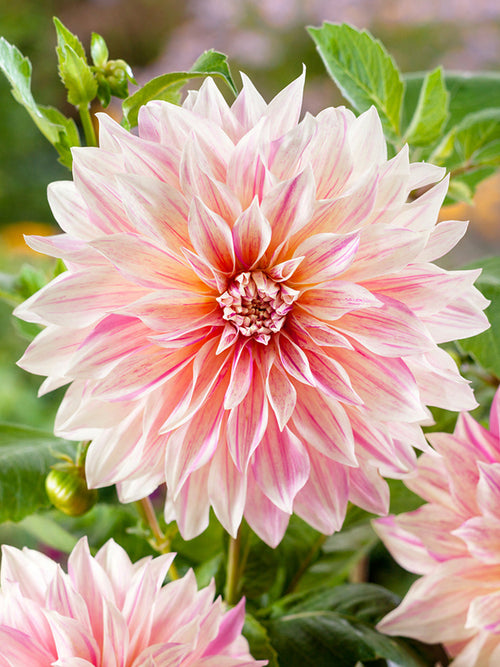 Dahlia Cafe au Lait Twist order now for EU shipping in the spring