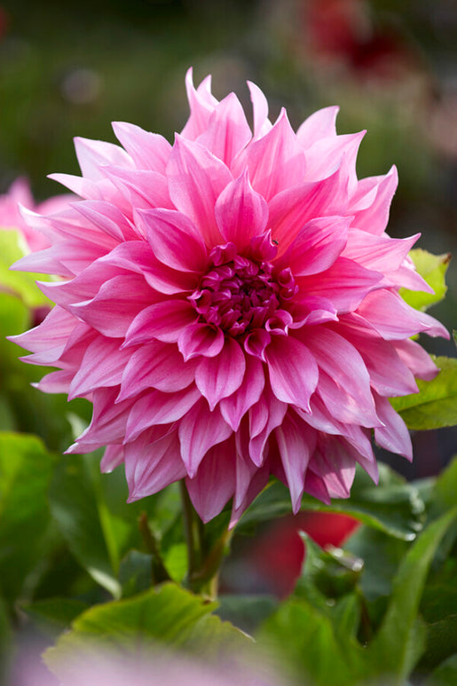 Dahlia Cafe au Lait Rosé tubers for shipping all over Europe