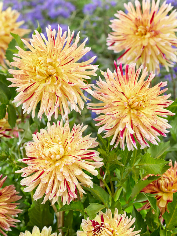 Dahlia Cambridge from Holland