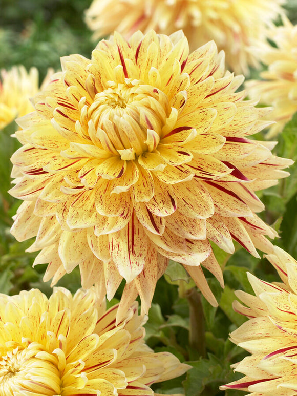Dahlia Cambridge spring planted decorative dahlia