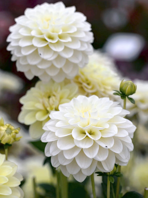 Dahlia Caramel Antique from Holland