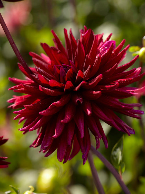 Dark burgundy cactus Dahlia Chat Noir in bloom