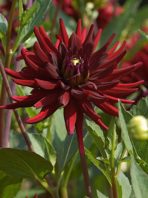 Spiky cactus dahlia petals of Dahlia Chat Noir