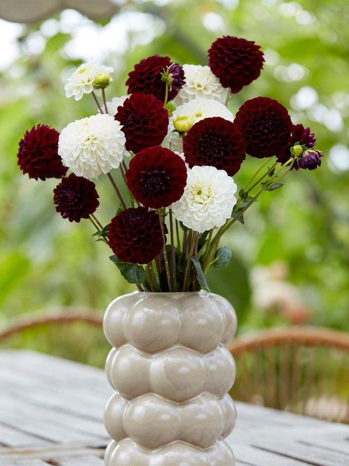 Dahlia Classic Contrast tubers from DutchGrown ready for planting