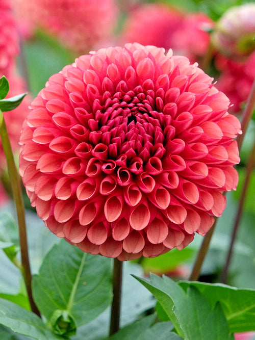 Dahlia ‘Copper Boy’ copper-orange ball bloom close-up