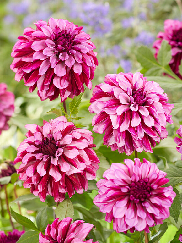 Dahlia Cranberry Classic spring planted dahlia tubers