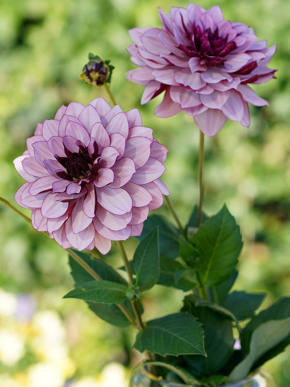 Dahlia Creme de Cassis tubers from Holland