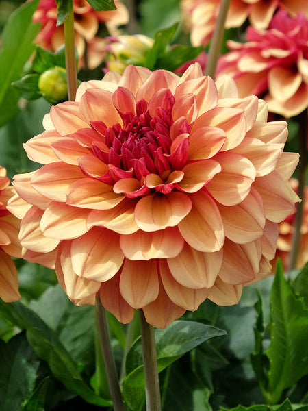 Confit. Ce'll grow Crème 50g Dahlia_Creme_de_Cognac-
