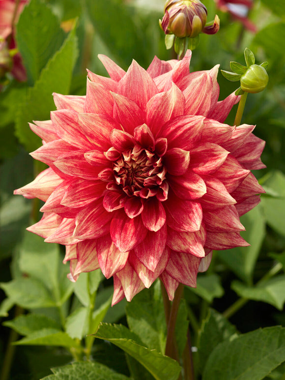 Golden orange dahlia bloom Dahlia Dazzling Magic close up