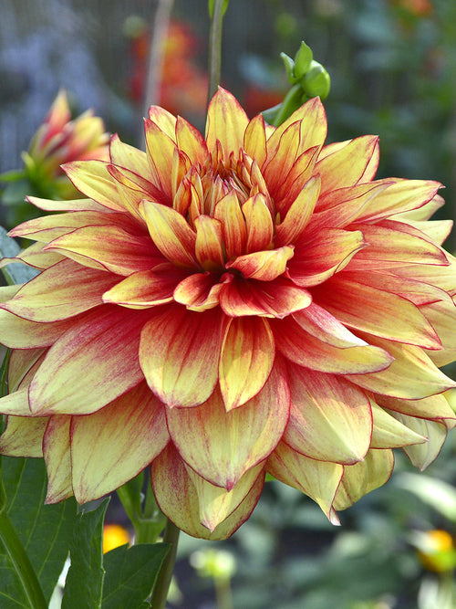 Warm coloured decorative dahlia in summer border
