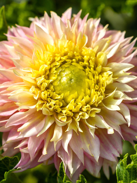 Dahlia Deep Impact spring planted for delivery in EU