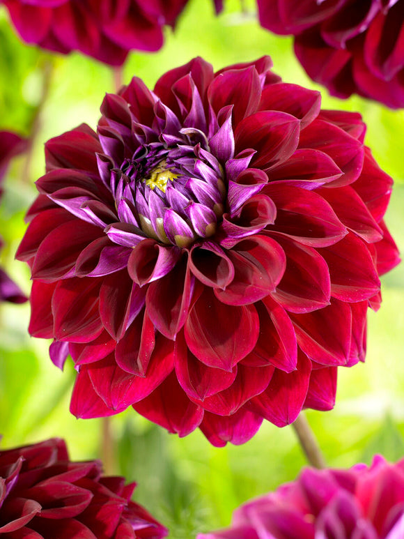 Plum toned dahlia flower Dahlia Diva close up