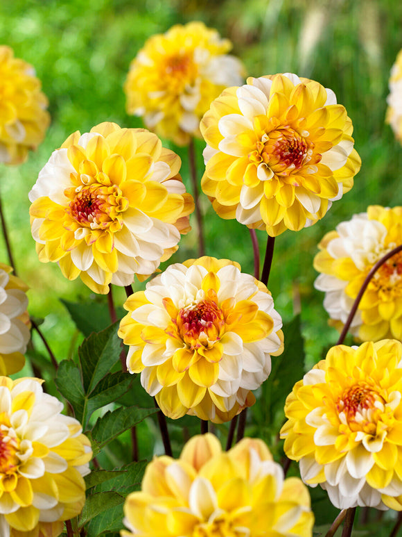 Soft golden yellow dahlia bloom Double Jill close up