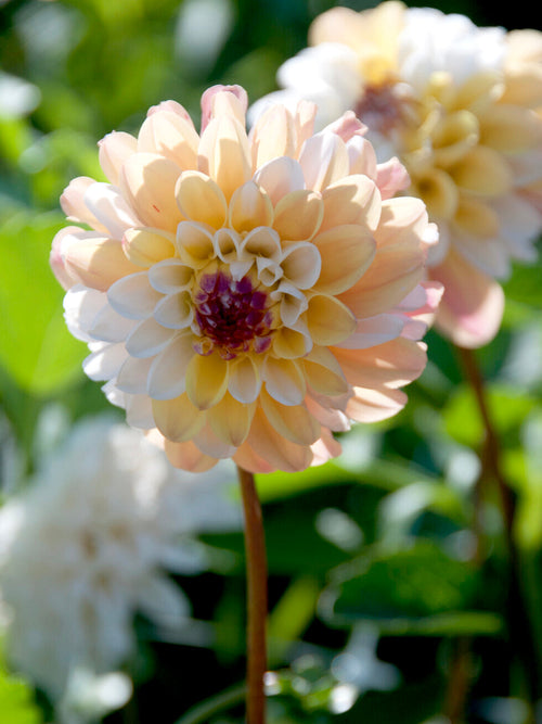 Round decorative dahlia flower with butter cream petals