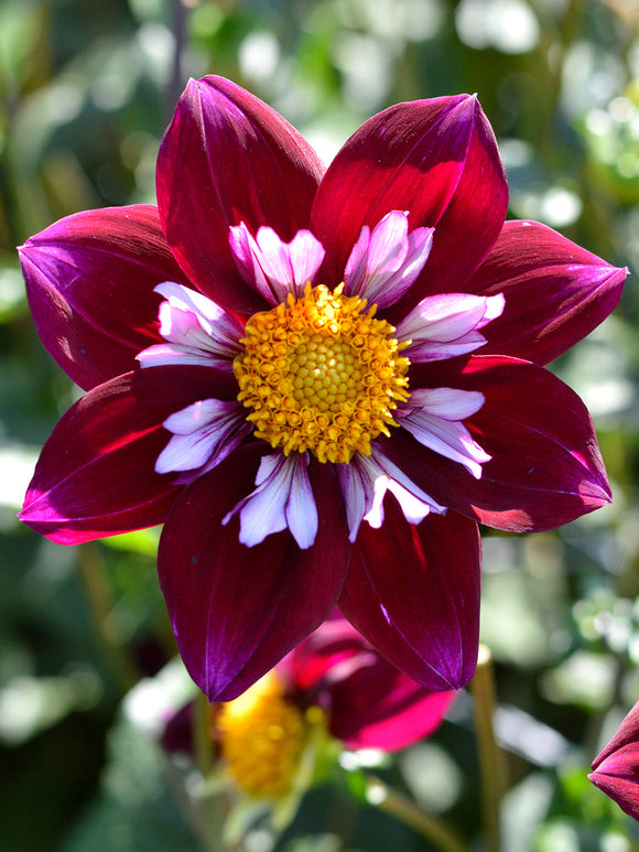 Dahlia Eefje Tubers from Holland